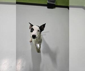 Mutt Dogs for adoption in Temple, TX, USA