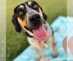 Small #1 Bluetick Coonhound