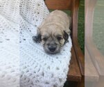 Puppy 3 Havachon