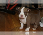 Small Photo #7 American Bully Puppy For Sale in IUKA, MS, USA
