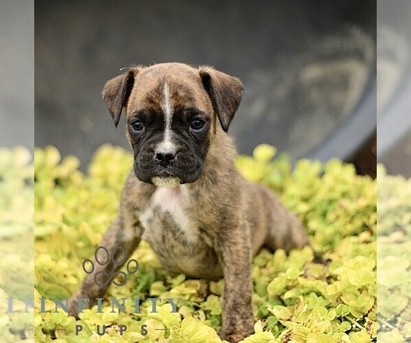 Medium Photo #3 Boxer Puppy For Sale in GORDONVILLE, PA, USA