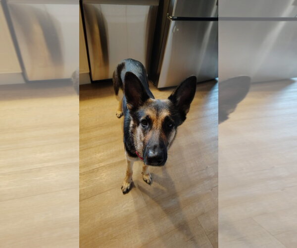 Medium Photo #4 German Shepherd Dog-Unknown Mix Puppy For Sale in New London, WI, USA