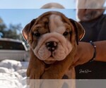 Small Photo #1 Bulldog Puppy For Sale in VICTORIA, TX, USA