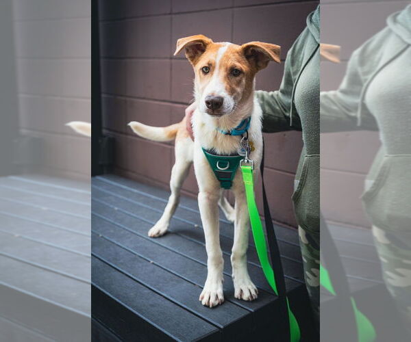 Medium Photo #2 Mutt Puppy For Sale in Plymouth, MN, USA