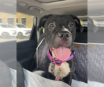 Small #6 American Pit Bull Terrier-Staffordshire Bull Terrier Mix