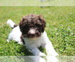 Small Photo #3 F2 Aussiedoodle Puppy For Sale in KINSTON, NC, USA