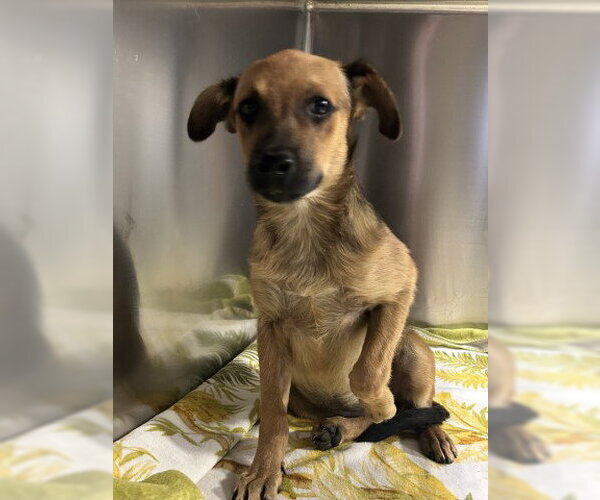 Medium Photo #1 Chihuahua-Unknown Mix Puppy For Sale in Bakersfield, CA, USA