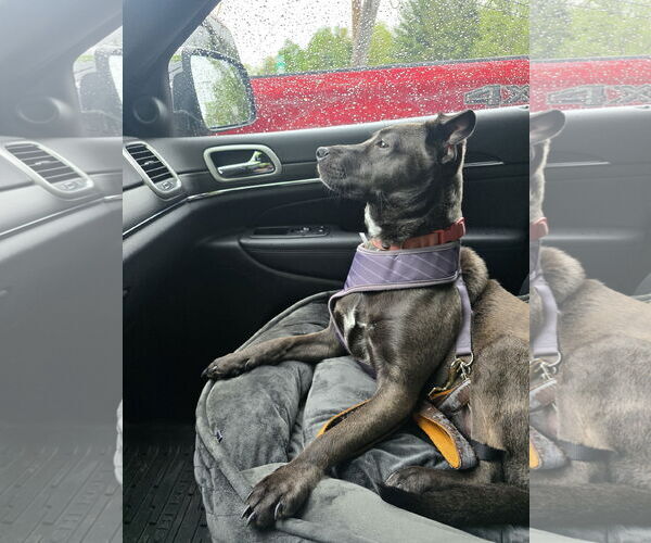 Medium Photo #2 Retriever -Unknown Mix Puppy For Sale in Morganville, NJ, USA