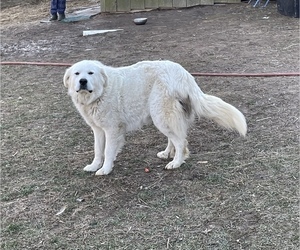 Mother of the Golden Pyrenees puppies born on 01/29/2023