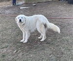 Small Photo #1 Golden Pyrenees Puppy For Sale in AMISSVILLE, VA, USA