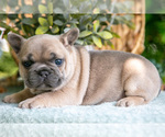 Puppy Margo French Bulldog