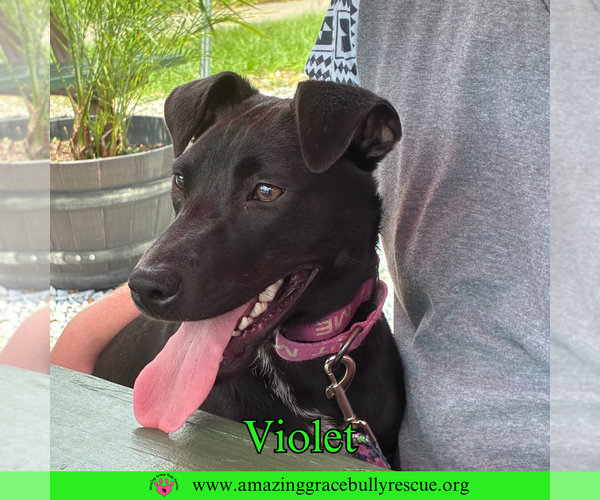 Medium Photo #5 Mutt Puppy For Sale in Pensacola, FL, USA