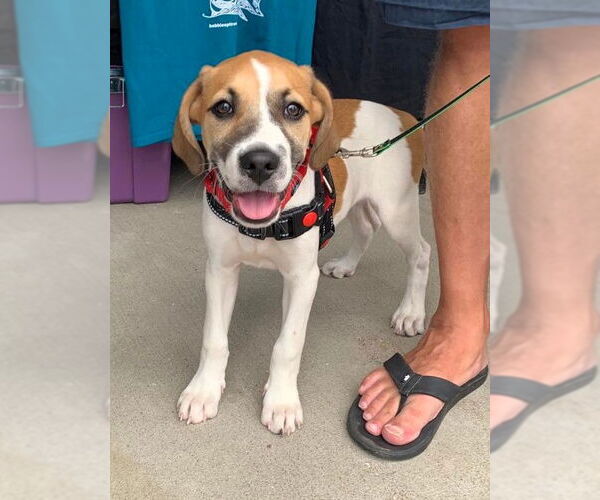 Medium Photo #29 American Pit Bull Terrier-Treeing Walker Coonhound Mix Puppy For Sale in Spotsylvania, VA, USA