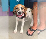 Small #28 American Pit Bull Terrier-Treeing Walker Coonhound Mix