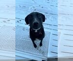 Small Photo #19 Labrador Retriever-Unknown Mix Puppy For Sale in Boston, MA, USA