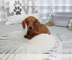 Small Photo #2 Dachshund Puppy For Sale in MARIETTA, GA, USA