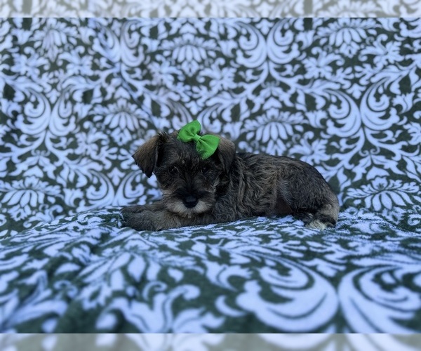 Medium Photo #6 Schnauzer (Miniature) Puppy For Sale in LAKELAND, FL, USA