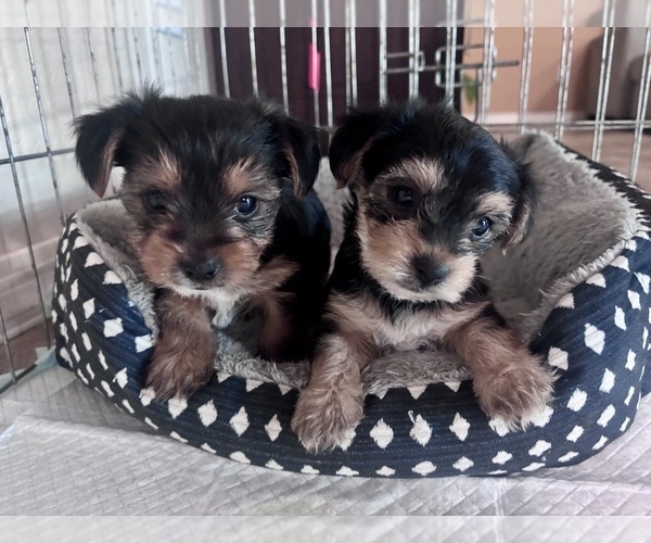 Medium Photo #1 Yorkshire Terrier Puppy For Sale in MARICOPA, AZ, USA
