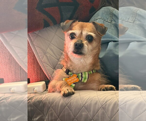 Medium Photo #3 Border Terrier-Chihuahua Mix Puppy For Sale in Minneapolis, MN, USA