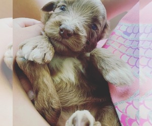 Aussie-Poo Puppy for sale in ODIN, IL, USA