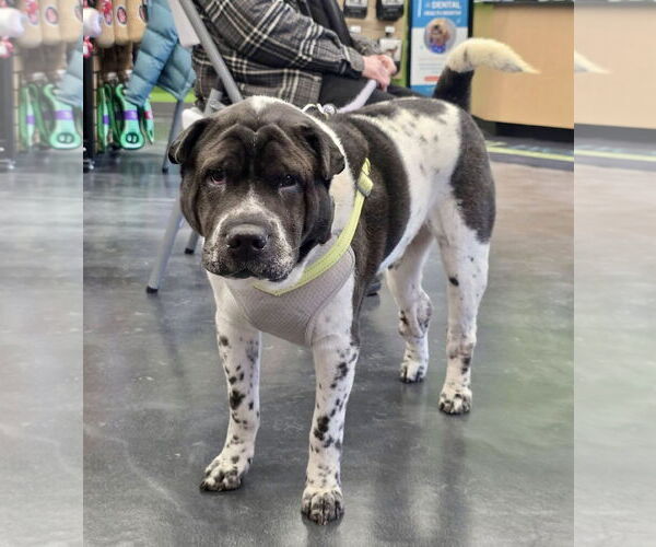 Medium Photo #1 Mutt Puppy For Sale in St. Louis Park, MN, USA