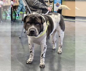 Mutt Dogs for adoption in St. Louis Park, MN, USA