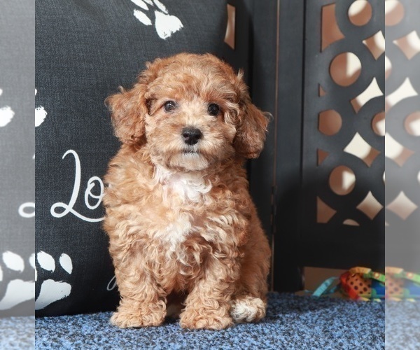 Medium Photo #2 Poodle (Toy) Puppy For Sale in MOUNT VERNON, OH, USA