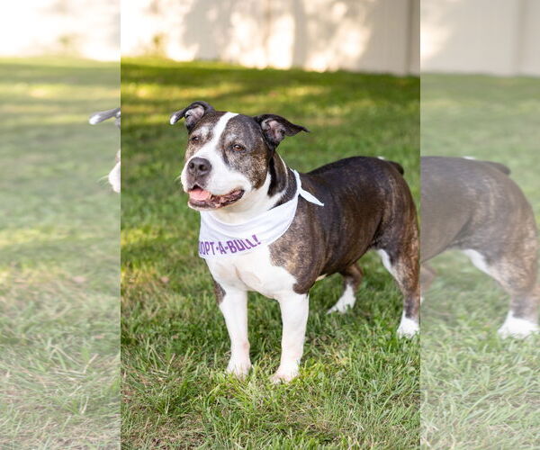 Medium Photo #18 American Staffordshire Terrier-Unknown Mix Puppy For Sale in Crete, IL, USA