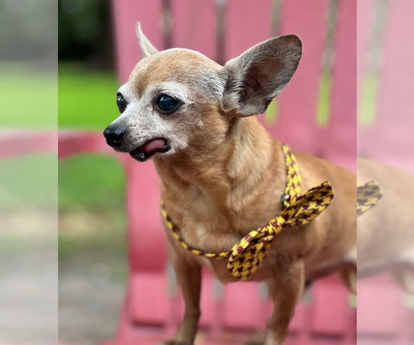 Medium Photo #2 Chihuahua Puppy For Sale in Weston, FL, USA