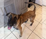 Small #5 German Shepherd Dog Mix