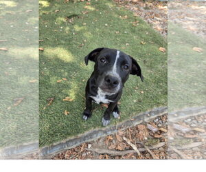 Staffordshire Bull Terrier-Unknown Mix Dogs for adoption in Tracy City, TN, USA