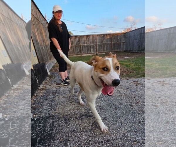 Medium Photo #2 Labrador Retriever-Unknown Mix Puppy For Sale in Houston, TX, USA