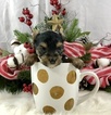 Small Photo #3 Yorkshire Terrier Puppy For Sale in ADAMSVILLE, TN, USA