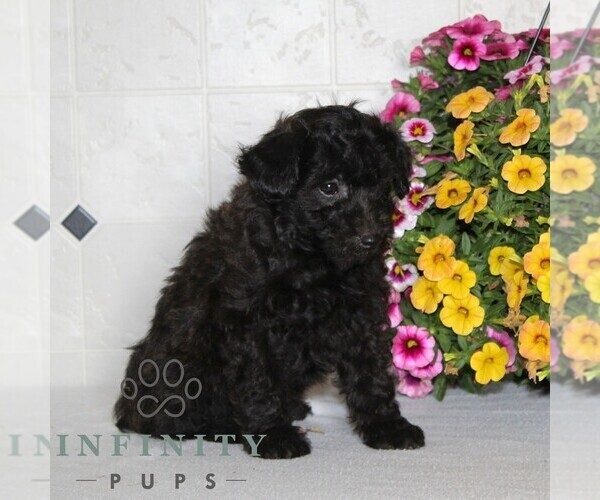 Medium Photo #4 Jack-A-Poo Puppy For Sale in KIRKWOOD, PA, USA