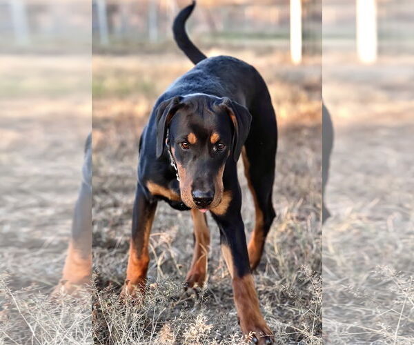 Medium Photo #4 Doberman Pinscher Puppy For Sale in Devine, TX, USA