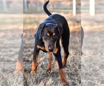 Small #3 Doberman Pinscher