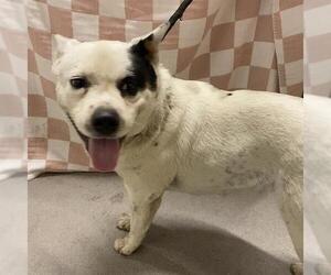 Texas Heeler Dogs for adoption in Modesto, CA, USA