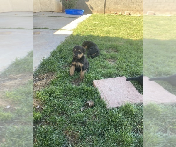 Medium Photo #8 Airedale Terrier Puppy For Sale in SIERRA VISTA, AZ, USA