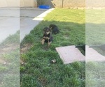 Litter of 5 - Male(s) and Female(s) Airedale TerrierLitter of Puppies for Sale - Photo #8