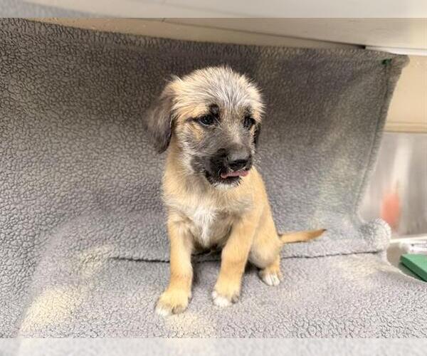 Medium Photo #1 Labrador Retriever-Unknown Mix Puppy For Sale in HESPERIA, CA, USA