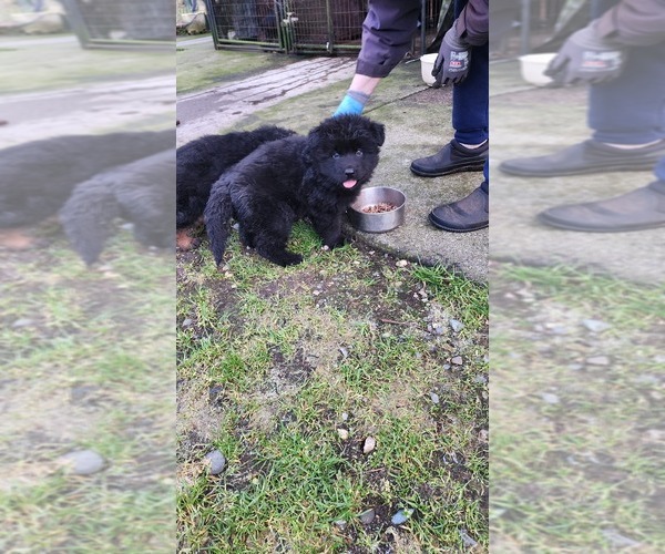 Medium Photo #2 German Shepherd Dog Puppy For Sale in LAKE STEVENS, WA, USA