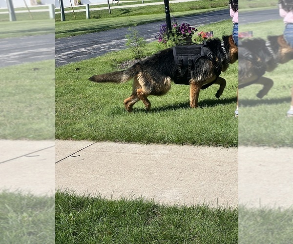 Medium Photo #1 German Shepherd Dog Puppy For Sale in KAUKAUNA, WI, USA