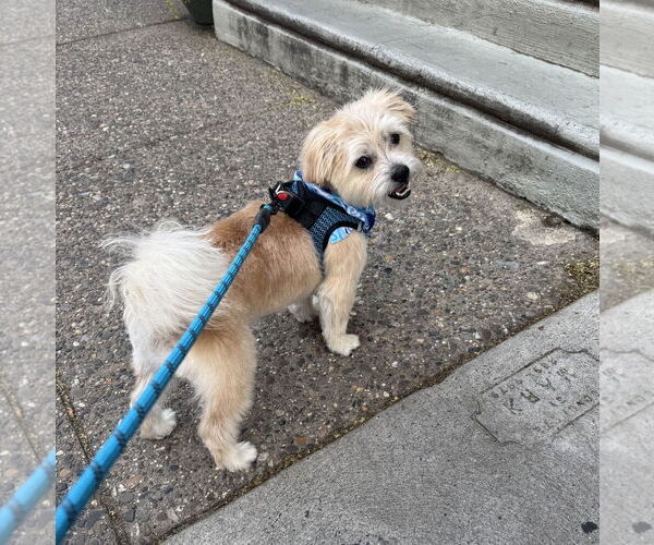 Medium Photo #10 Mutt Puppy For Sale in Philadelphia, PA, USA