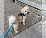 Small #9 Mutt