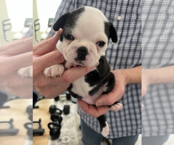 Medium Photo #6 Boston Terrier Puppy For Sale in BURLESON, TX, USA