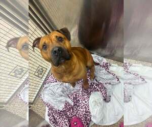 Mutt Dogs for adoption in Martinsburg, WV, USA