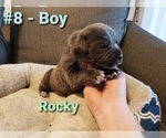 Small Photo #2 Cane Corso Puppy For Sale in BUMPASS, VA, USA
