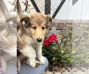 Scotch Collie Puppy for Sale in BEECHER CITY, Illinois USA