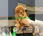 Small #4 Labradoodle