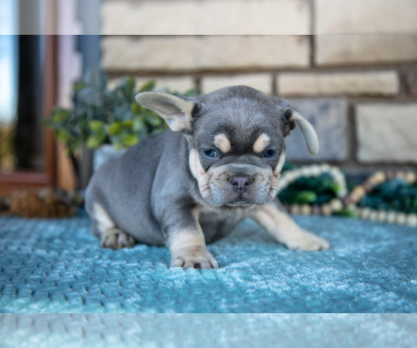Medium Photo #3 French Bulldog Puppy For Sale in SUGARCREEK, OH, USA